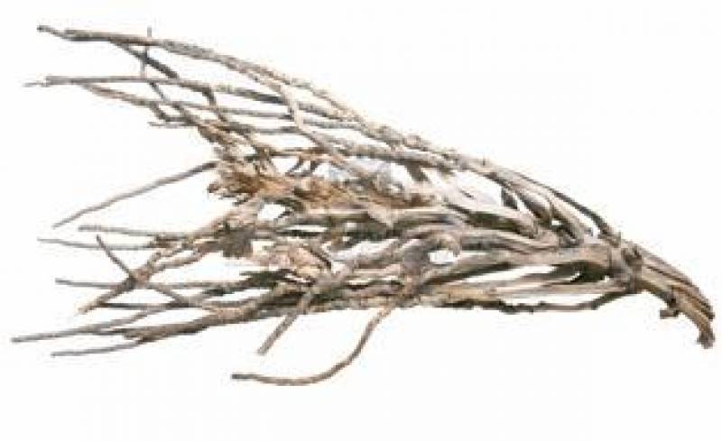 Desert Branch, Wüstenzweig ca. 50-70cm